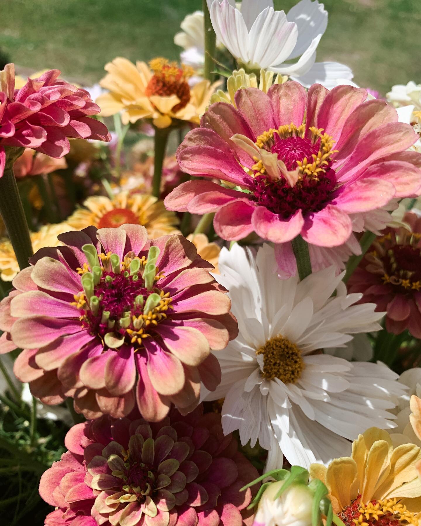 it&rsquo;s hot. that is all. 

🔥🥵 

#flroidagrownflowers #localflowers #zinnias #summer #summerflowers #farmerflorist #flowerfarm #flowerfarming #weddingflorals #alacarteflorals #staugustine