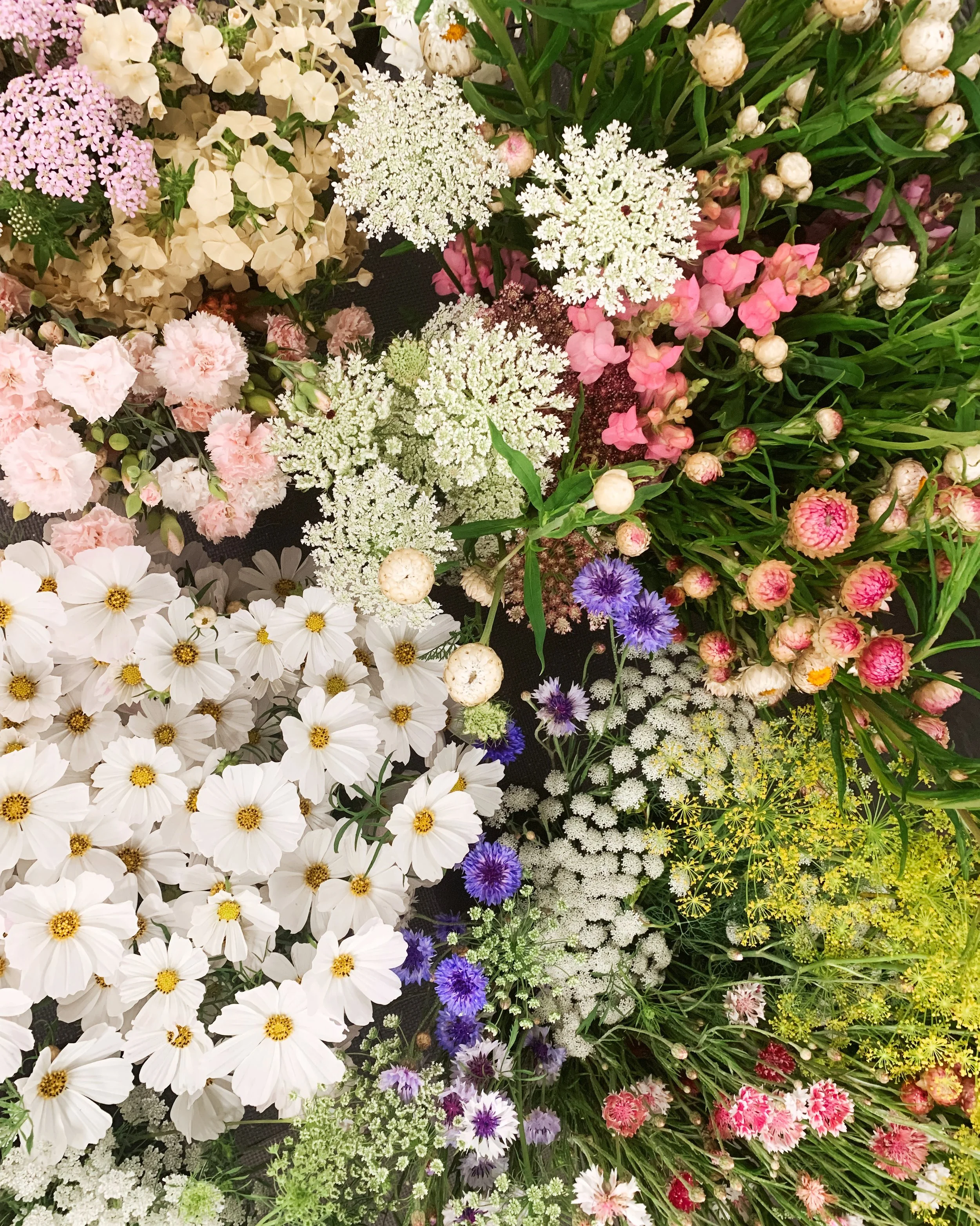 wholesale — Shady Spring Gardens