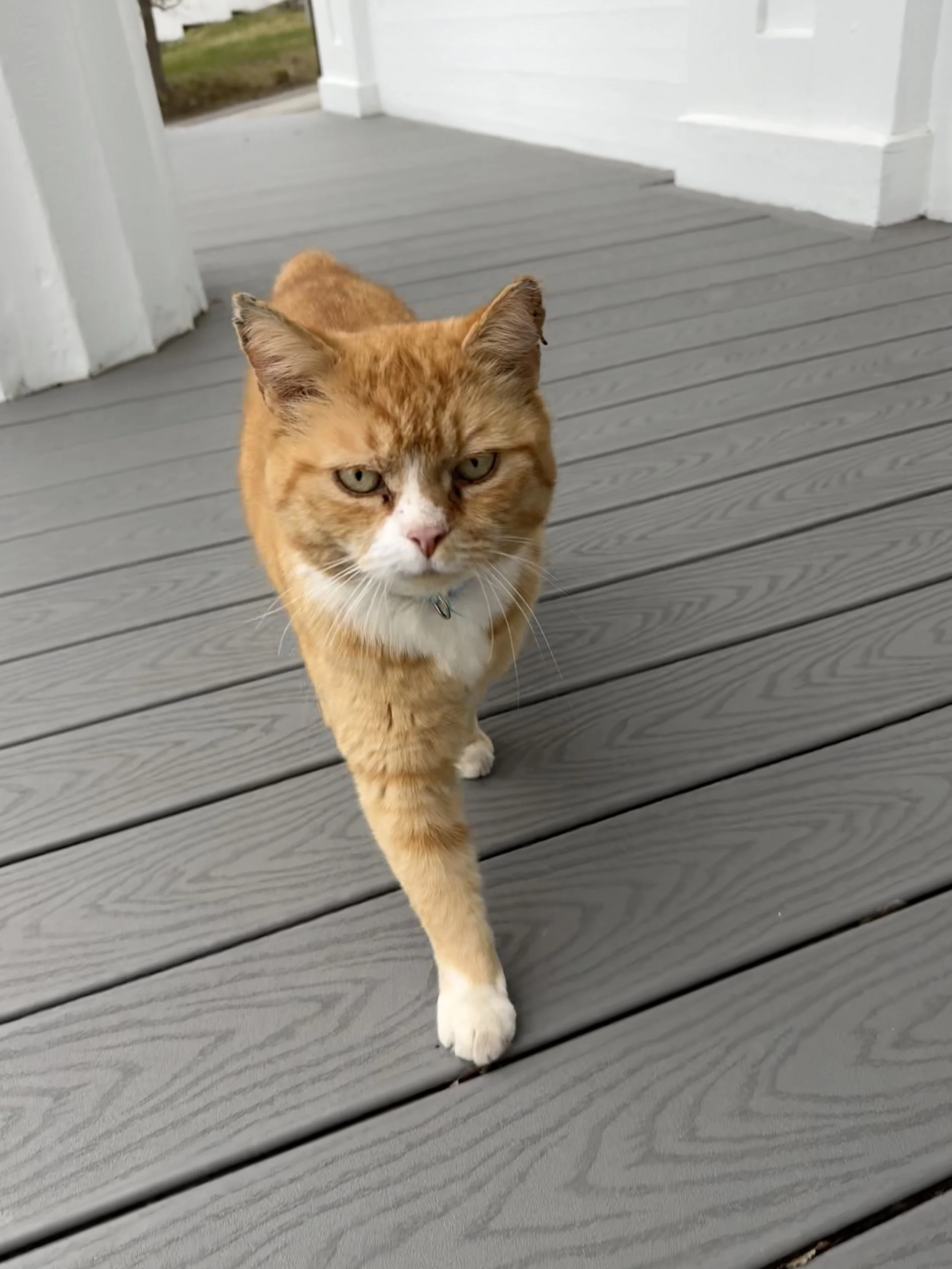 Sunshine Larry - the Mayor of Bath is a Cat