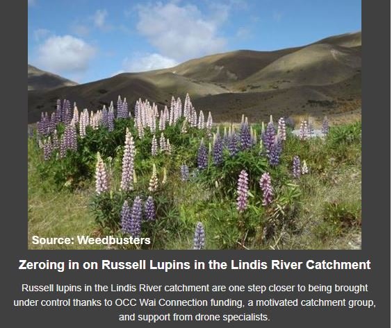Zeroing in on Russell lupins in the Lindis River Catchment
