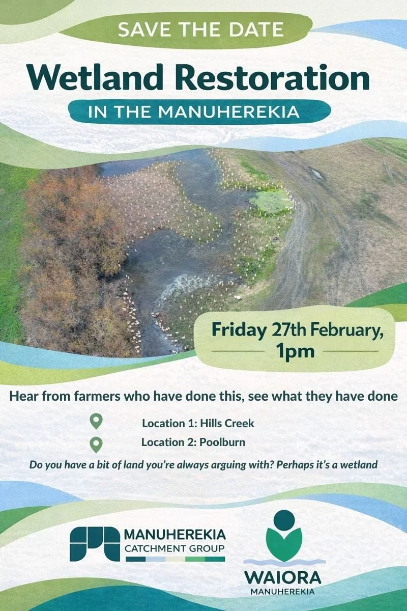 Wetland Restoration in the Manuherekia