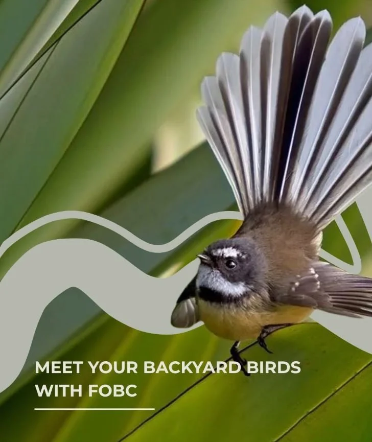 Backyard Bird Count with FOBC x Southern Lakes Sanctuary