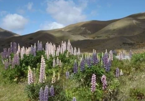 Zeroing in on Russell lupins in the Lindis River Catchment