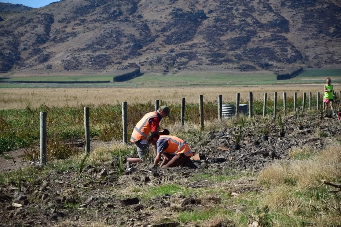 Native Tree Planting Day with Central Otago Wilding Conifer Control Group and Tiaki Maniototo