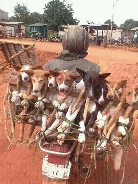 African-Dog-Meat_Trade _jpeg.jpeg