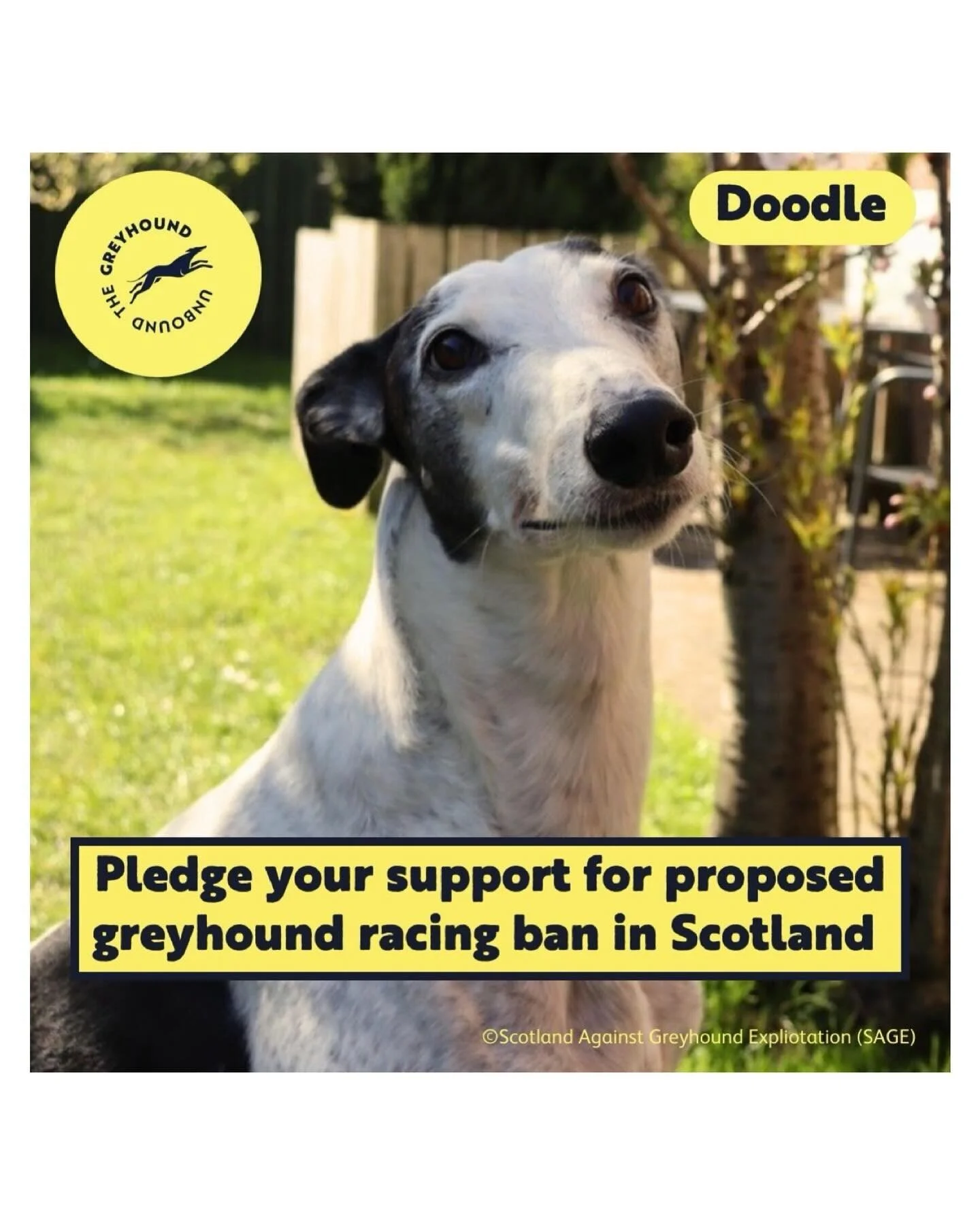 Repost from @onekindscotland
•
📢 We are calling on you to pledge your support for a proposed Bill to BAN greyhound racing in Scotland - once and for all! 
🐾 Recently, Mark Ruskell MSP launched a consultation for the Proposed Prohibition Greyh