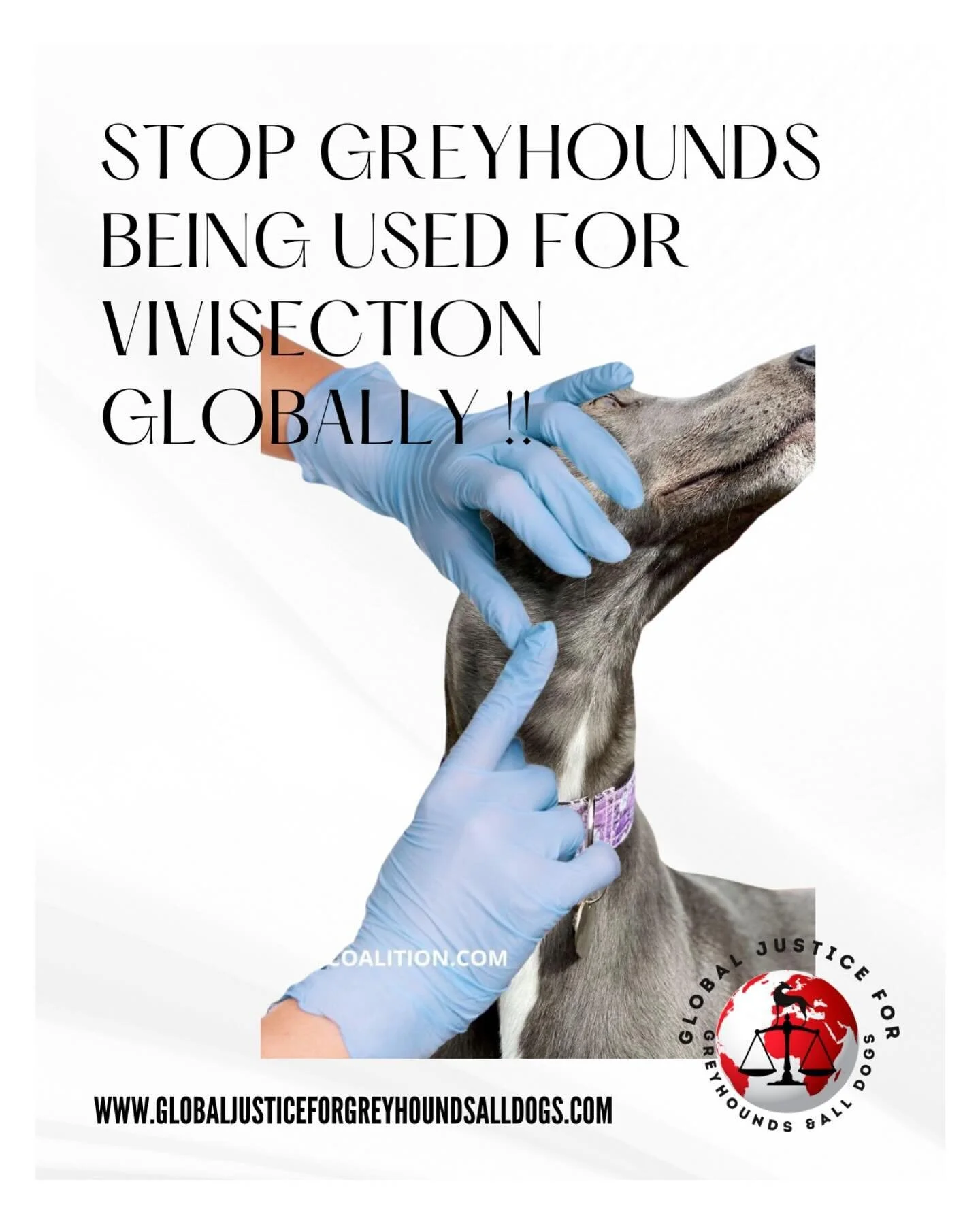 Greyhounds should not be sold to universities and test labs. This all being done globally from Australia to Vietnam.
https://www.globaljusticeforgreyhoundsalldogs.com/ban-the-use-of-greyhounds-and-dogs-for-animal-testing
#BanAnimalTesting #EndAnima