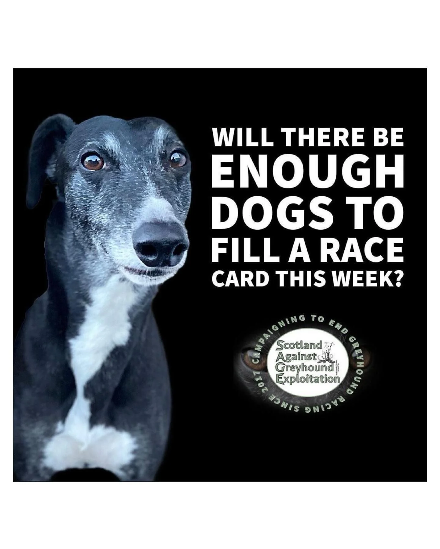 Repost from @sagegreyhounds
•
⁉️Will greyhounds risk their lives while forced to race round Thornton track this weekend?⁉️
It’s not enough to simply hope that there are too few dogs for racing to go ahead. We need your support with the pr