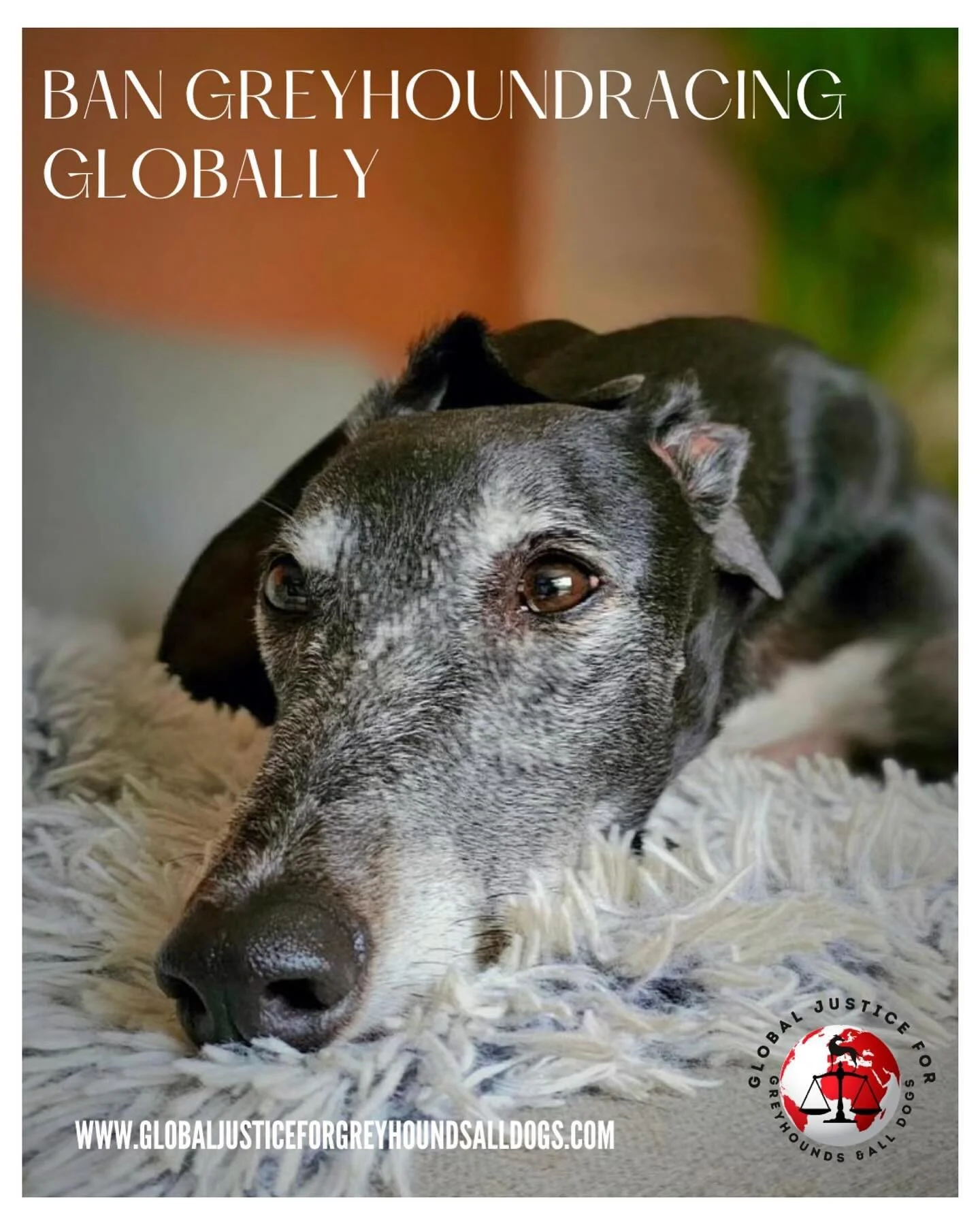 For more information this can be found https://www.globaljusticeforgreyhoundsalldogs.com/ban-greyhound-racing-waled
Stop greyhound racing in Wales for good
Wales is one of ten countries where commercial greyhound racing still takes place - alongside