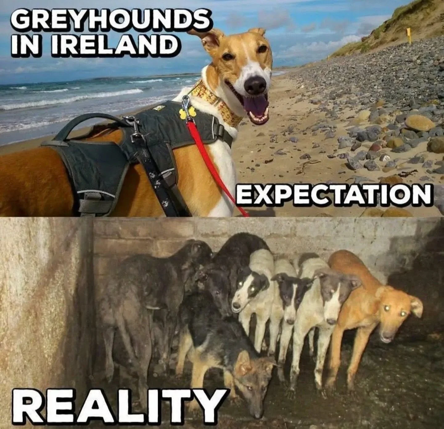 ・・・
#BanGreyhoundRacing #Vietnam #Southkorea #SouthEAsia #Worldwide
#BanDogRacing
#BanGreyhoundExportsWithExceptionOfRescue
#GreyhoundsArePetsNotBets
#GreyhoundAdoption
#GreyhoundProtection