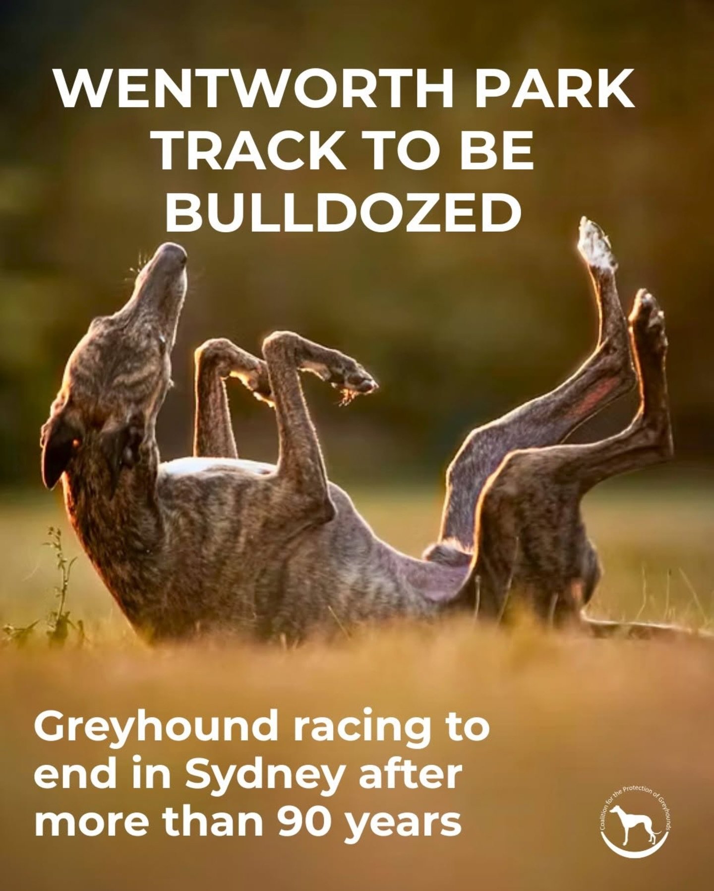 #Repost @coalitionprotectgreyhounds
・・・
In a massive blow to the greyhound racing industry, the NSW Premier has announced that the Wentworth Park racetrack is to be demolished.

After 90 years, Wentworth Park will at last be dedicated to the communit