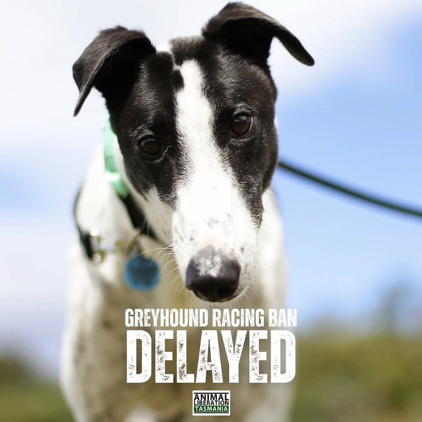 #Repost @animal_liberation_tasmania
・・・
Last night the Legislative Council voted to refer legislation to ban greyhound racing to committee, delaying the vote itself in the Legislative Council until the end of March.

Ruth Forrest MLC, who tabled the 