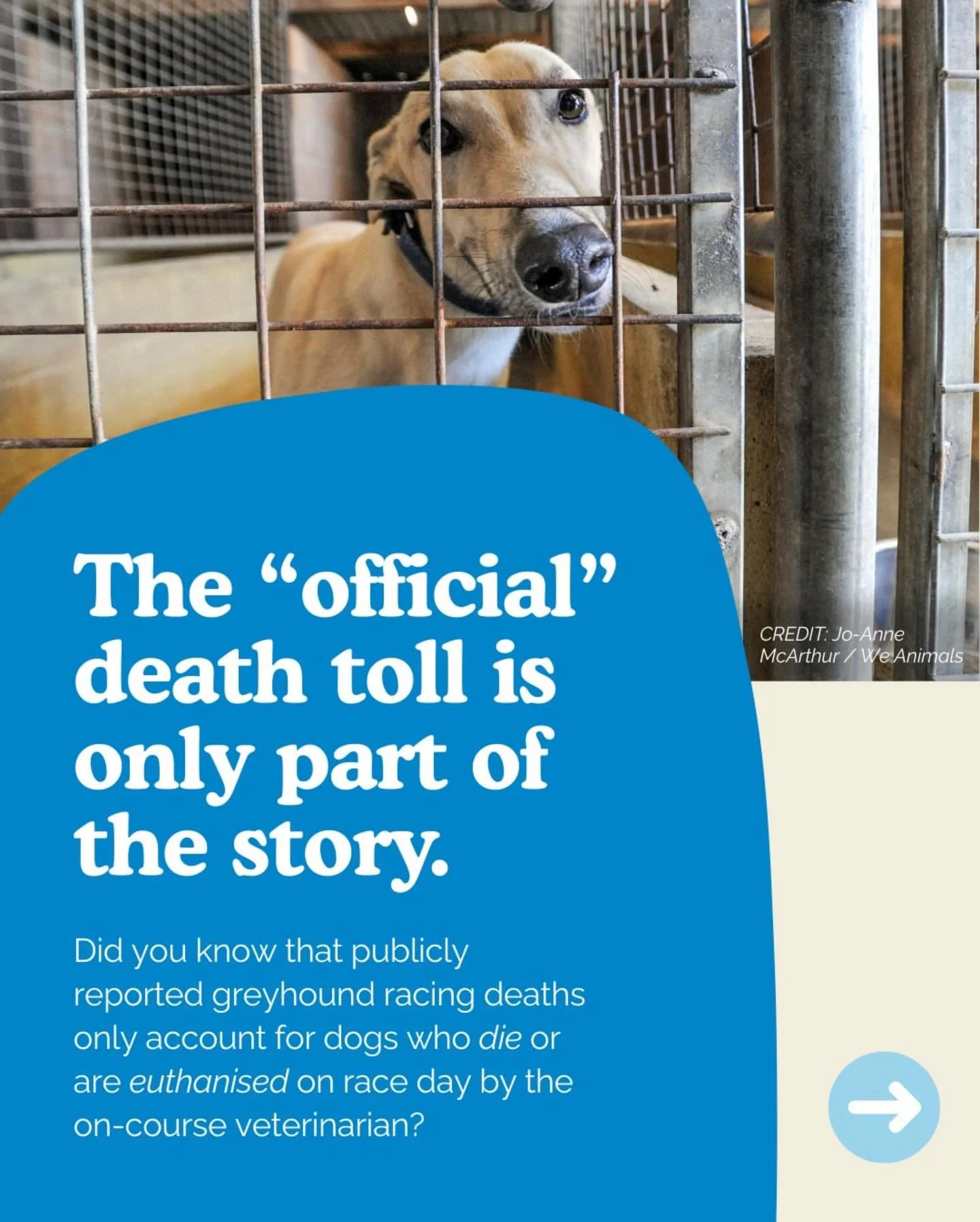 #Repost @rspcasa
・・・
Welcome to our greyhound racing myth‑busting series, where we remove the rose-tinted glasses and reveal the hidden realities of an industry built on exploitation.
 
❌ Myth: &ldquo;The death count in greyhound racing is low.&rdquo