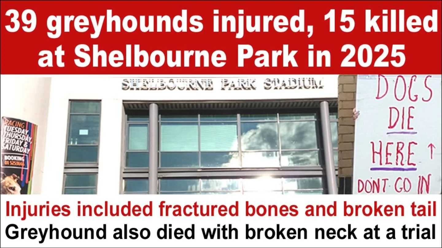 #Repost @banbloodsports
・・・
39 greyhounds suffered injuries in races at Shelbourne Park in 2025 and 15 of them were killed by a track vet. Another greyhound died with a broken neck in a trial at the track https://banbloodsports.wordpress.com/2026/05/
