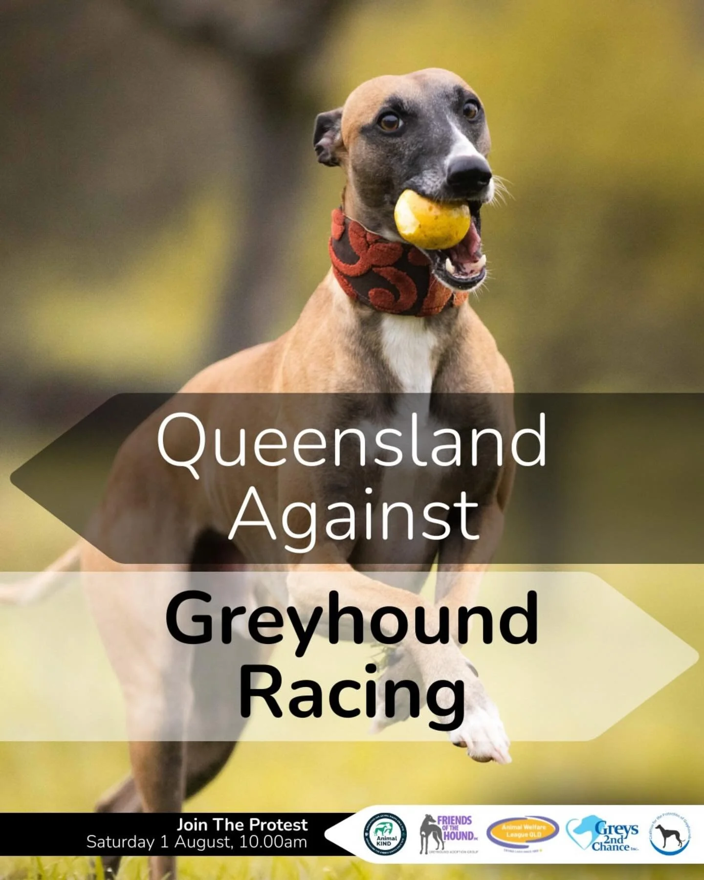 #Repost @friends_of_the_hound
・・・
💪Will you be joining us?

Friends of the Hound - Greyhound Adoption Group are proud to stand with AnimalKind, Coalition for the Protection of Greyhounds and Greys 2nd Chance for an incredible event- &lsquo;Queenslan
