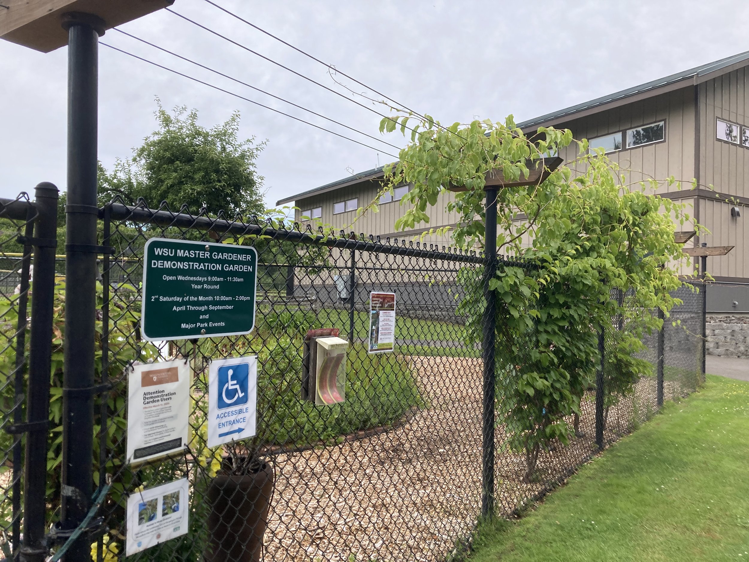 Sehmel Community Garden entrance with black chain link fence, growing vegetables, and a green plant growing on the fence