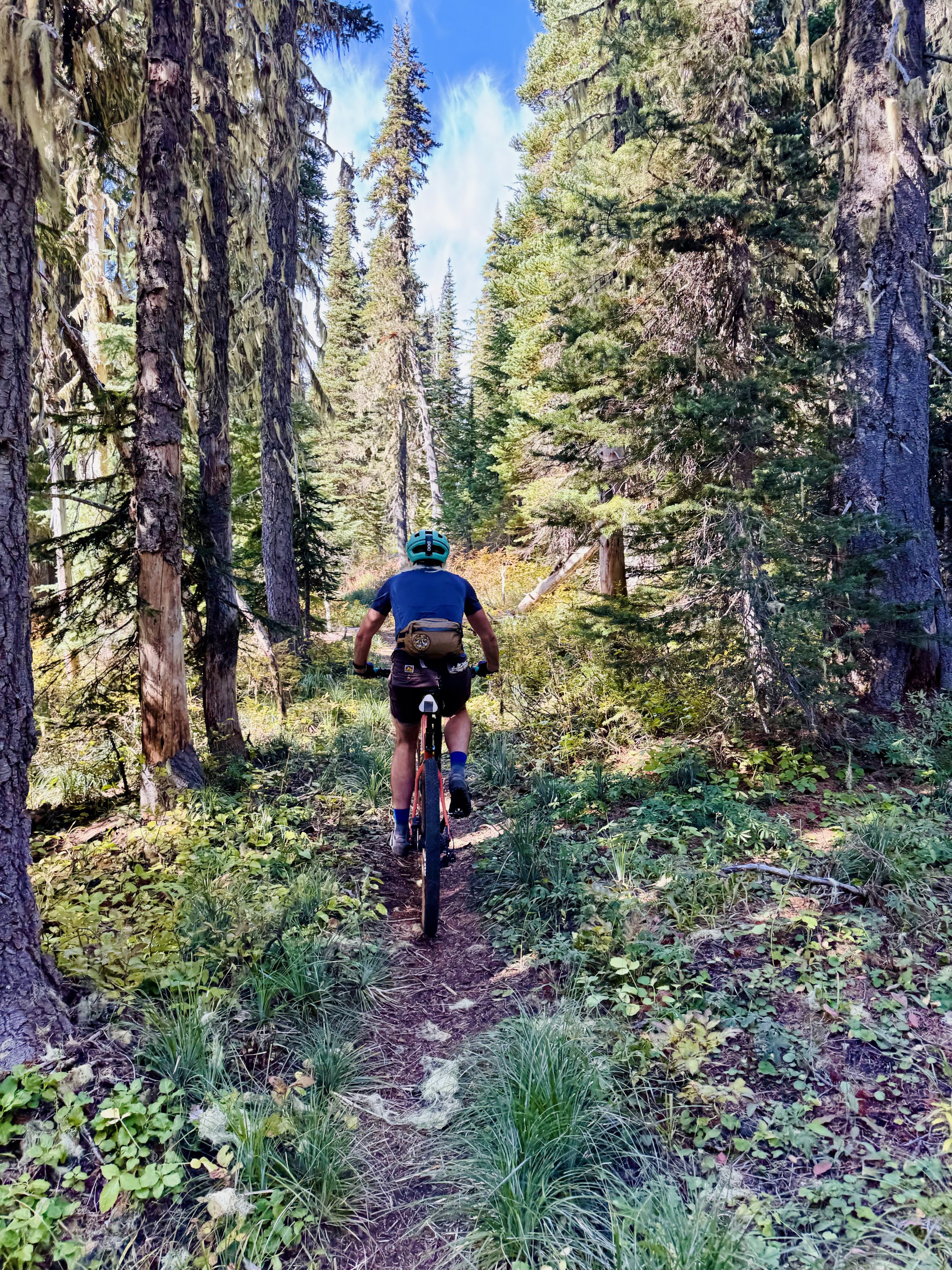 deep singletrack and cedar trees.jpg