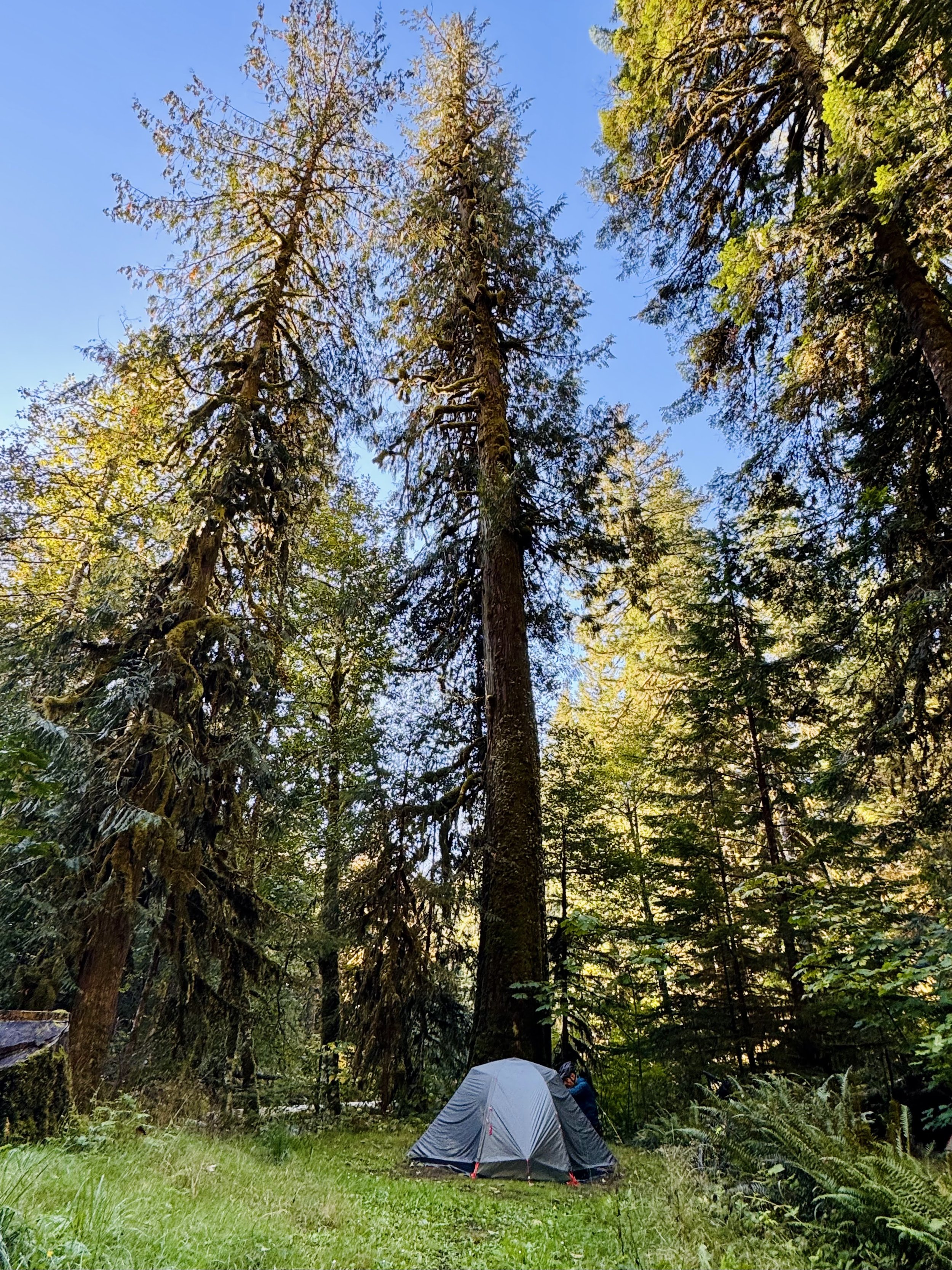 north fork cispus campsite.jpg