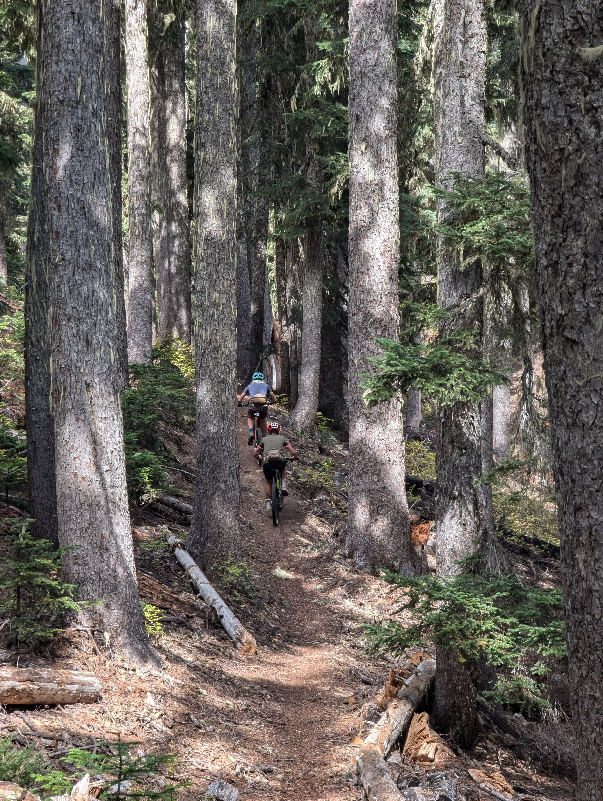 restored trail and old forest.jpg