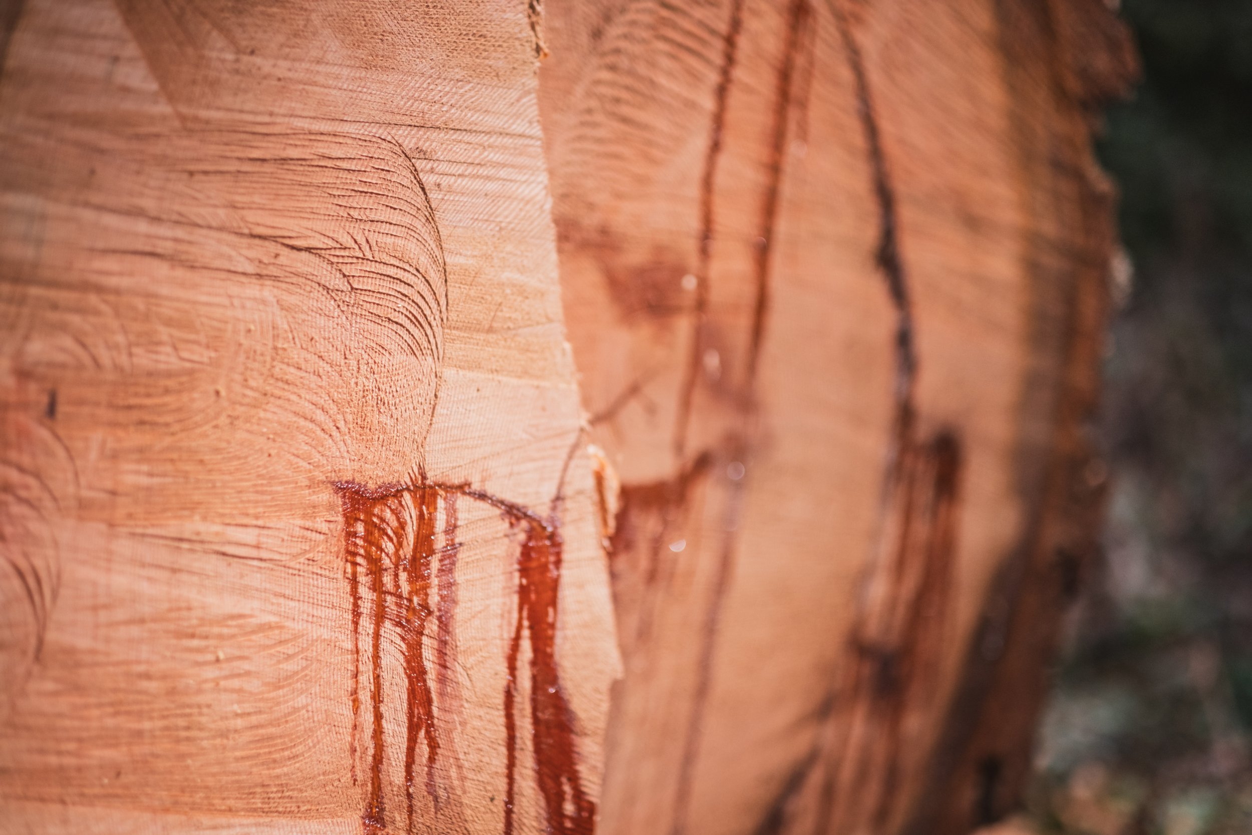 Recap: 4th Annual Cispus Collaborative Chainsaw Training — OROGENESIS ...