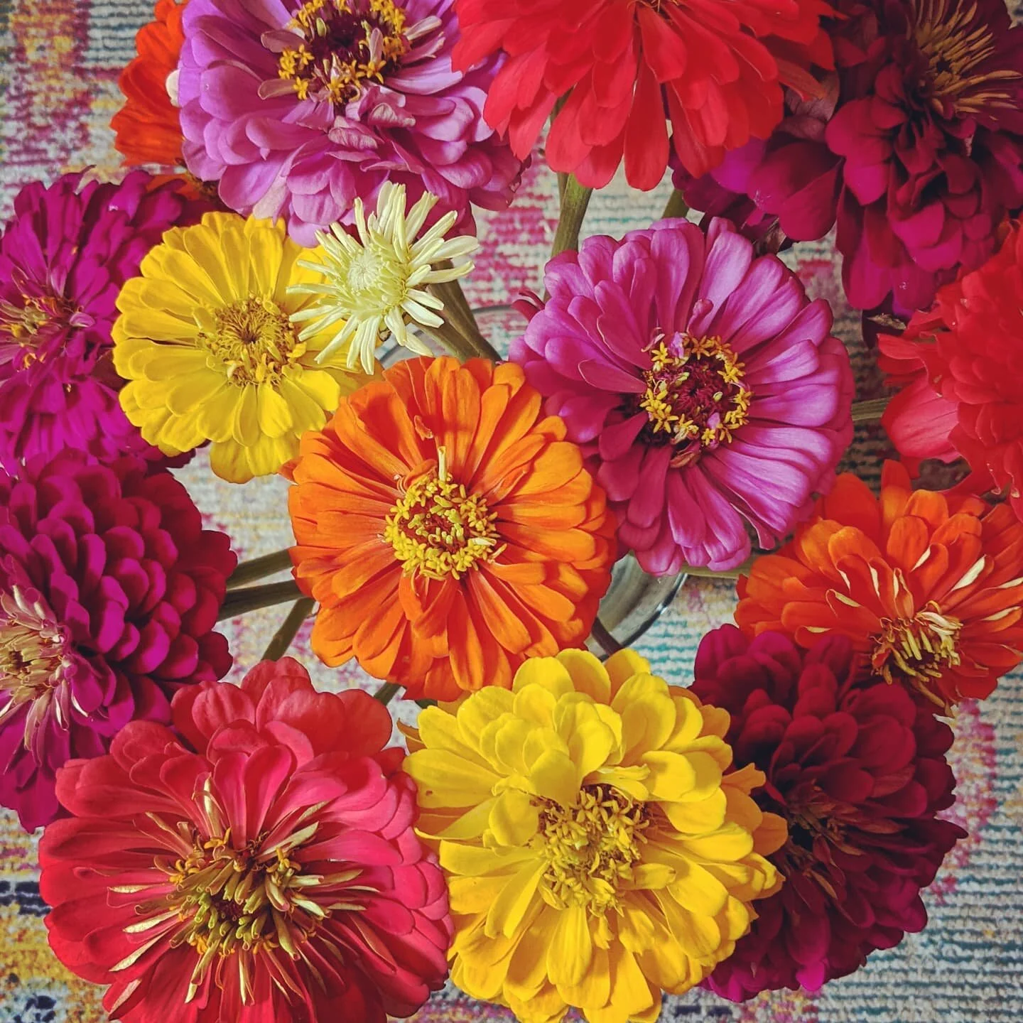 The colors of these zinnias make me so happy 😁