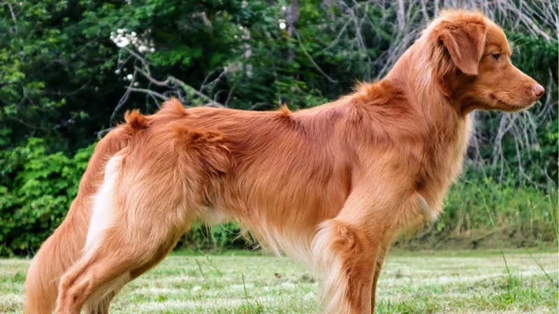 Nova Scotia Duck Toller Price Nova Scotia Duck Tolling Retriever