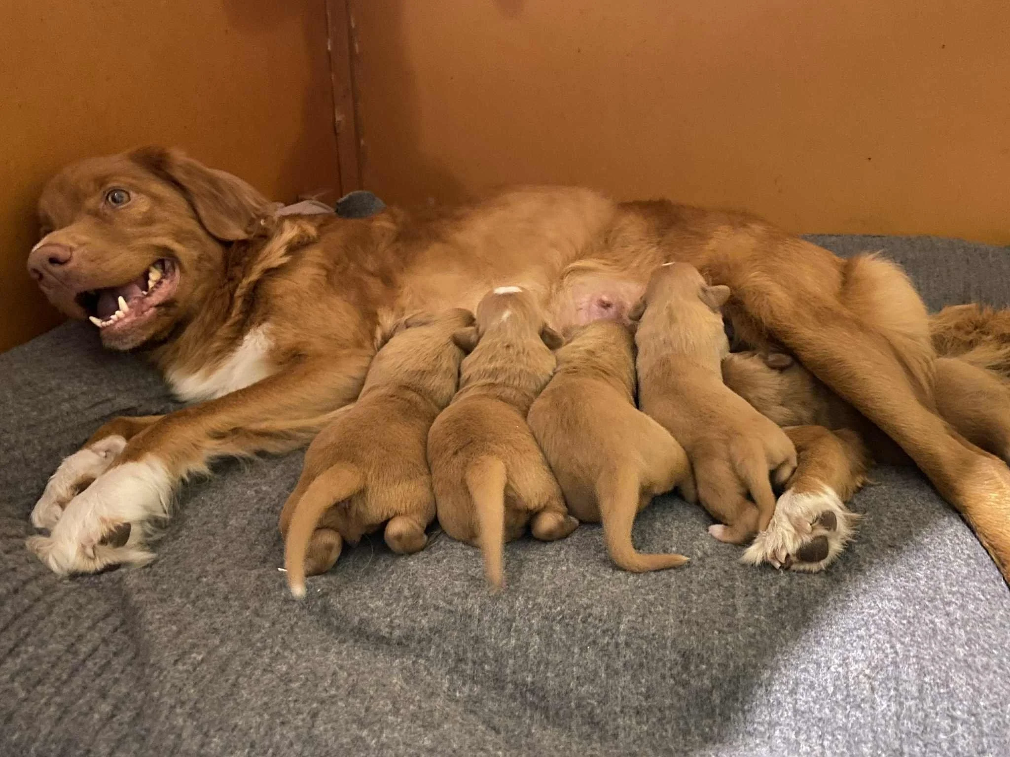 Litter Announcement - Rafiki Kennels