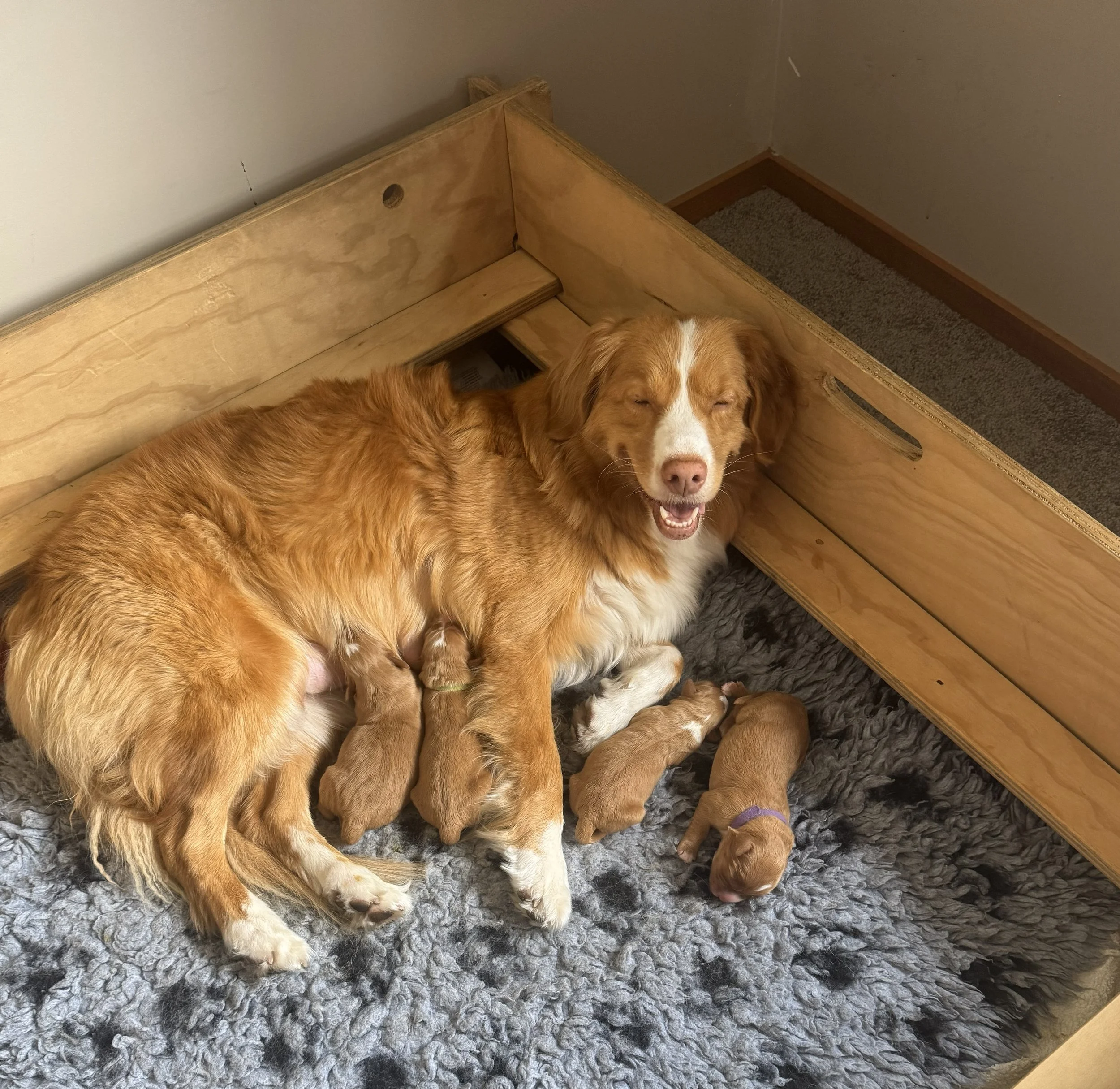 Litter Announcment - Saffronz Kennels