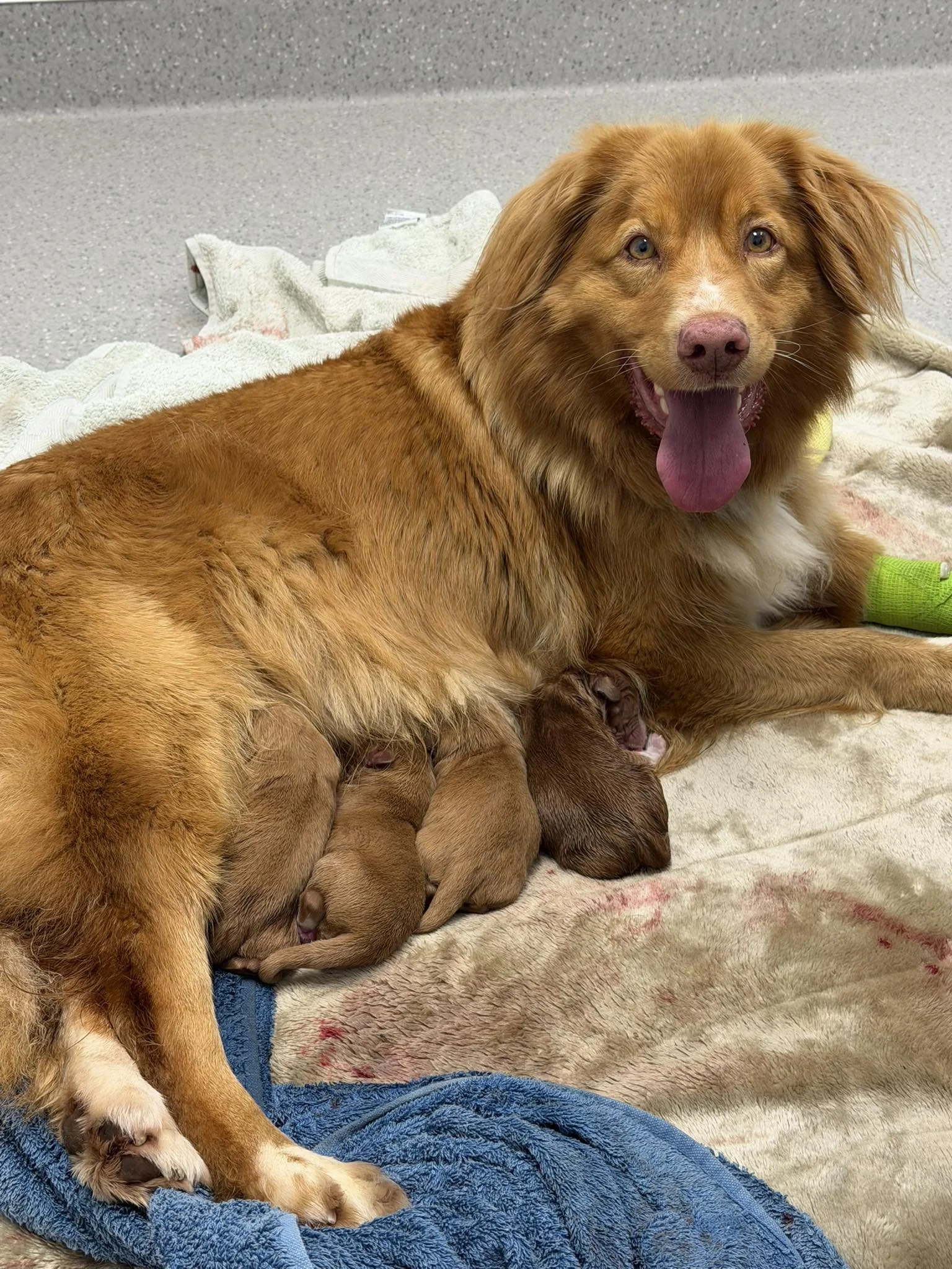 Litter Announcment - Lonegum Kennels