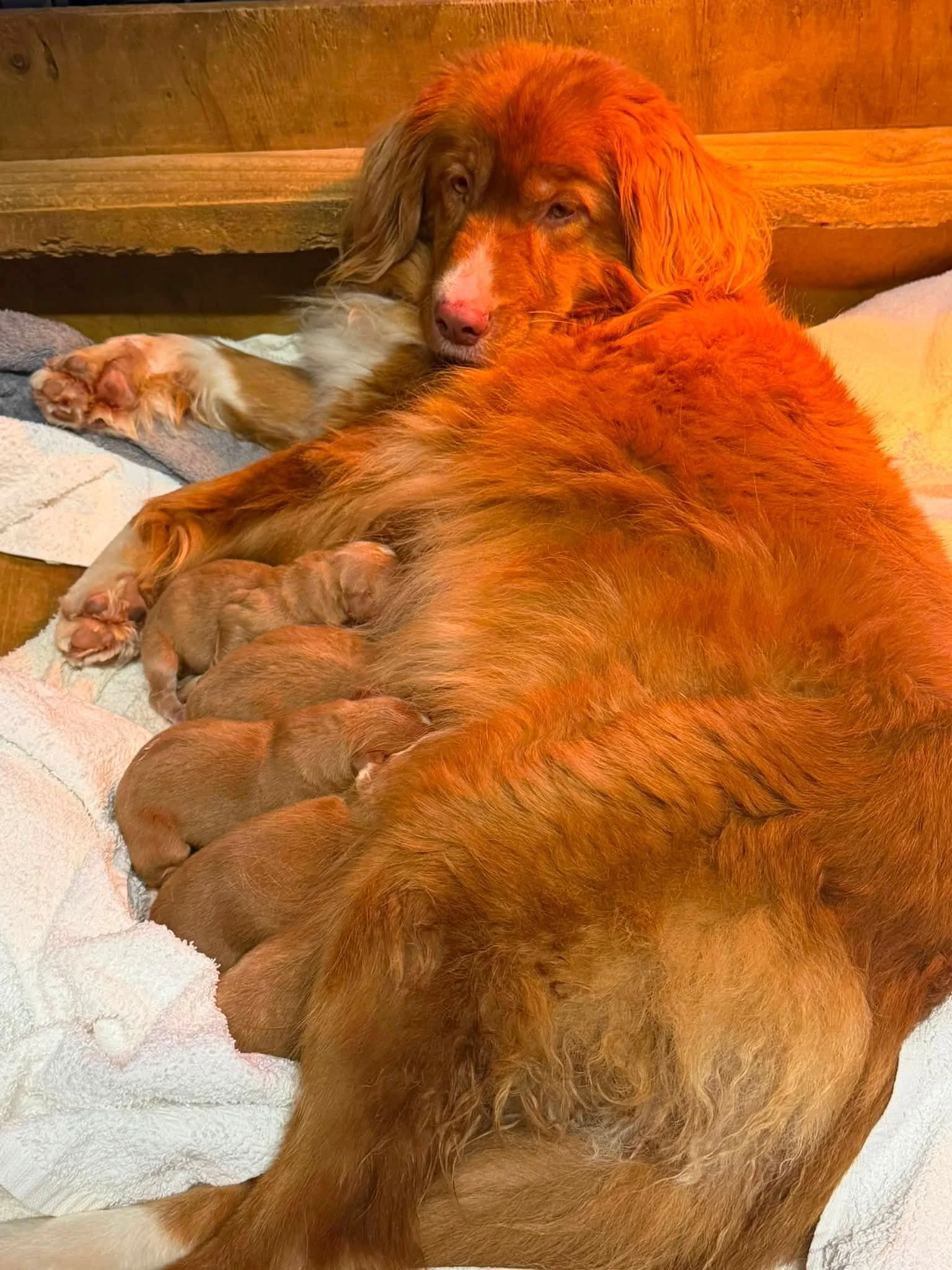 Litter Announcement - Lonegum Kennels