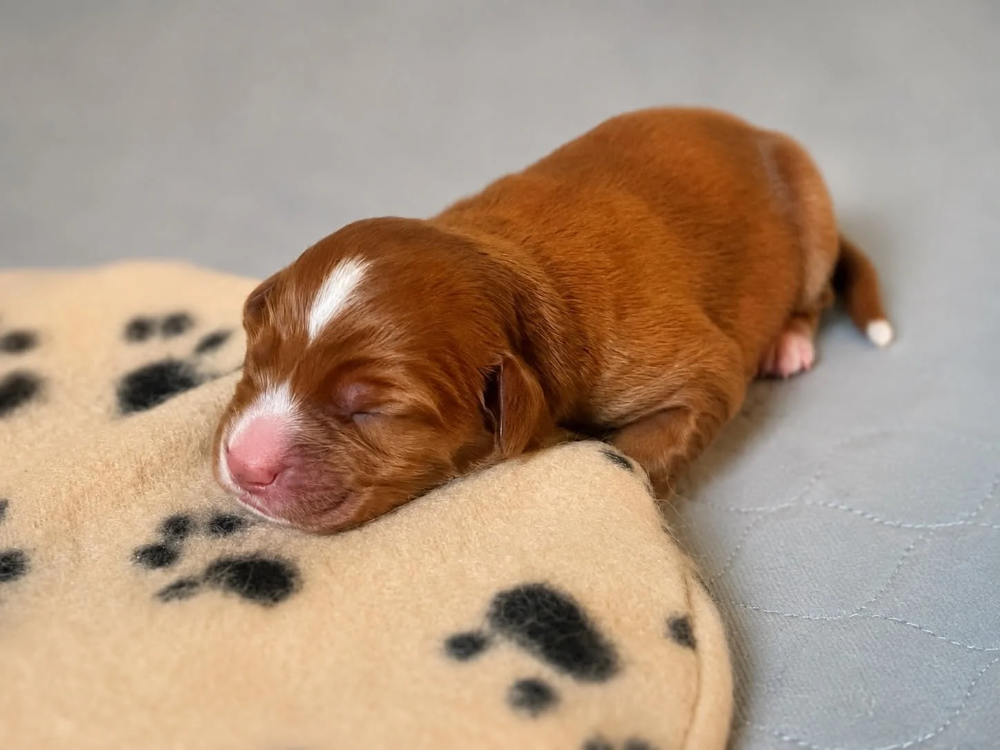 Litter Announcement - Foxtale Tollers