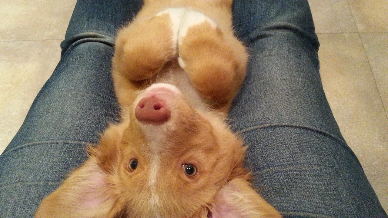Puppy on Parade - Photo Competition