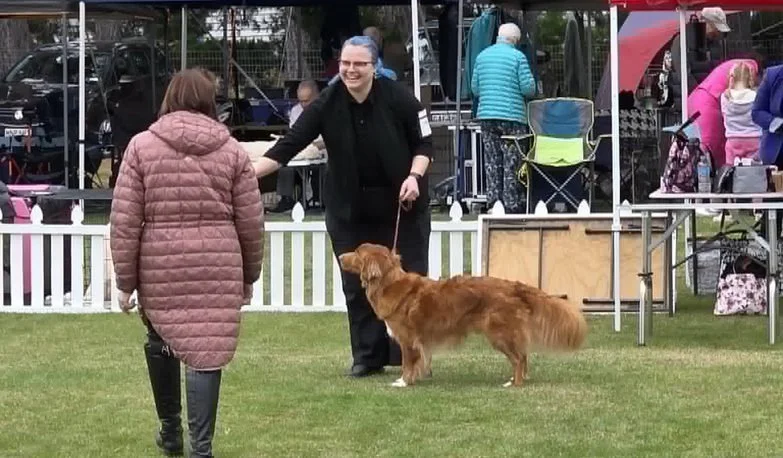 Lumi (NEUT CH & CH Glynfyre Baltic Snow (AI) RN CGCB) attained his Neuter Champion title and took Neuter of Group at the Malborough Shows