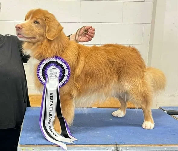 Halley (CIB & NZ CH Aprilraine Kiwi Comet (IMP AUS) CD RE NIS SN ACS AES AVS AD RAS CGCS) made history as the first Toller to be awarded the CACIB International Veteran Champion Award in the Southern Hemisphere.