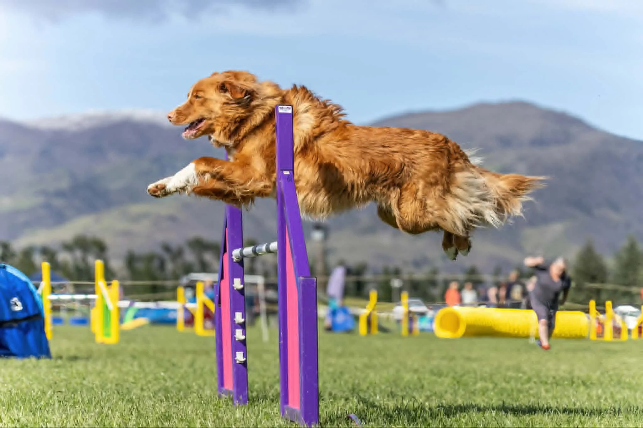 “Tuk“ Glynfyre Destination Tuk JD AD attained his Agility Dog (AD) title