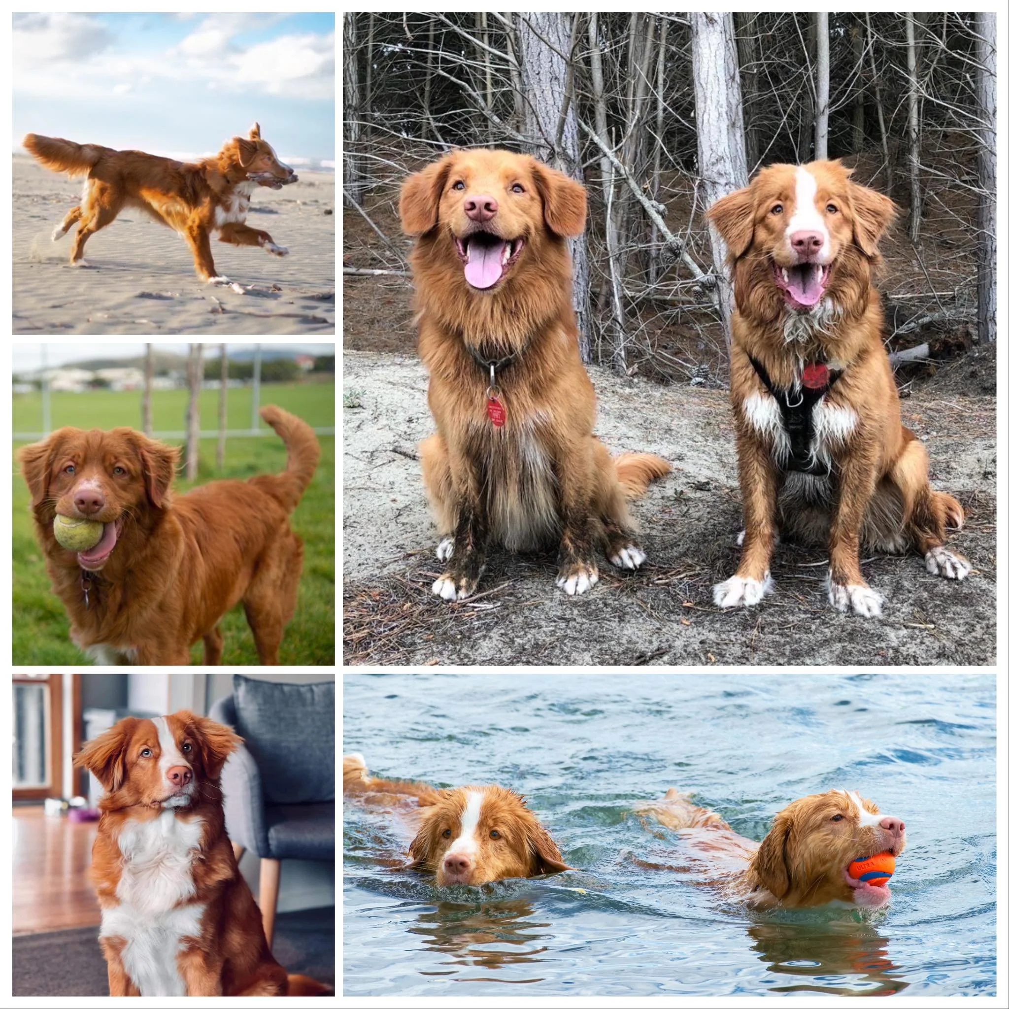 About Tollers Nova Scotia Duck Tolling Retriever Club NZ About Tollers Nova Scotia Duck Tolling Retriever Club NZ