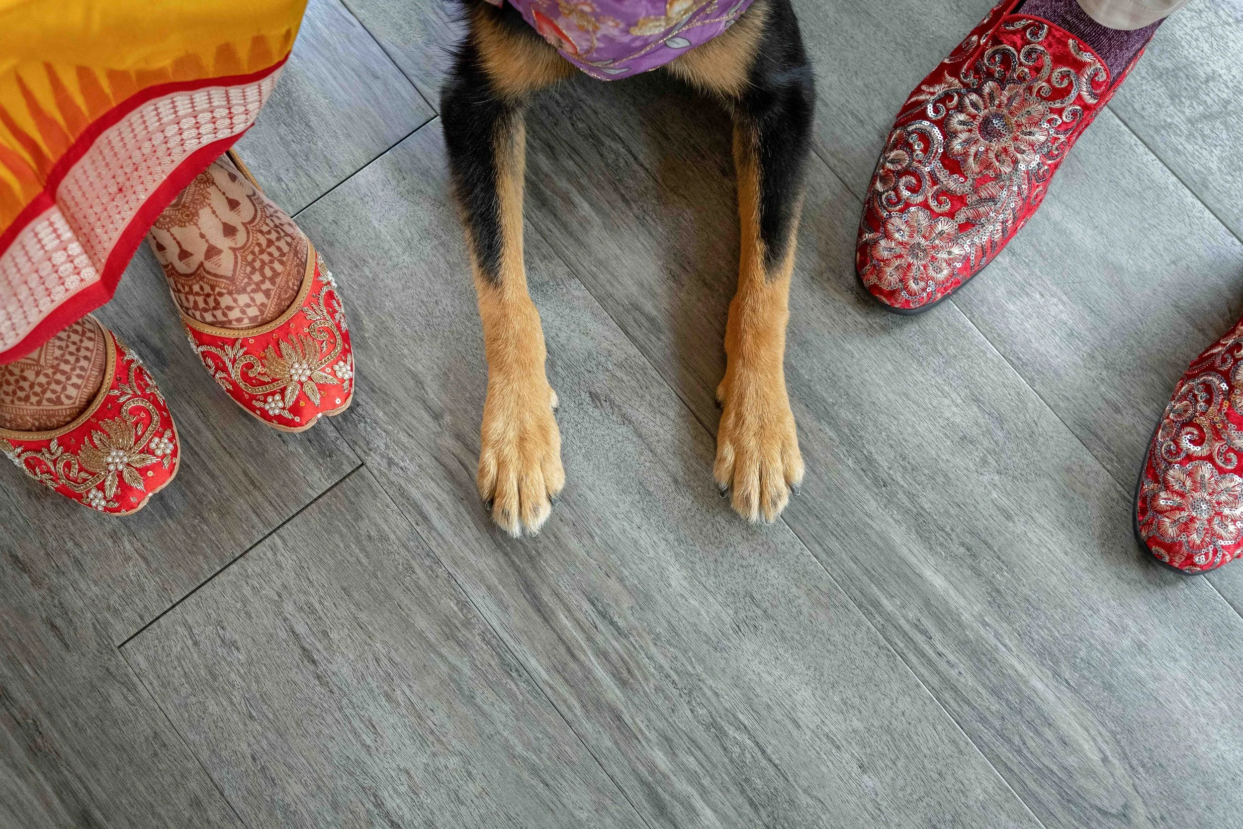 A dog with tan and black fur lying on a gray wooden floor, surrounded by people wearing ornate red and gold embroidered shoes.