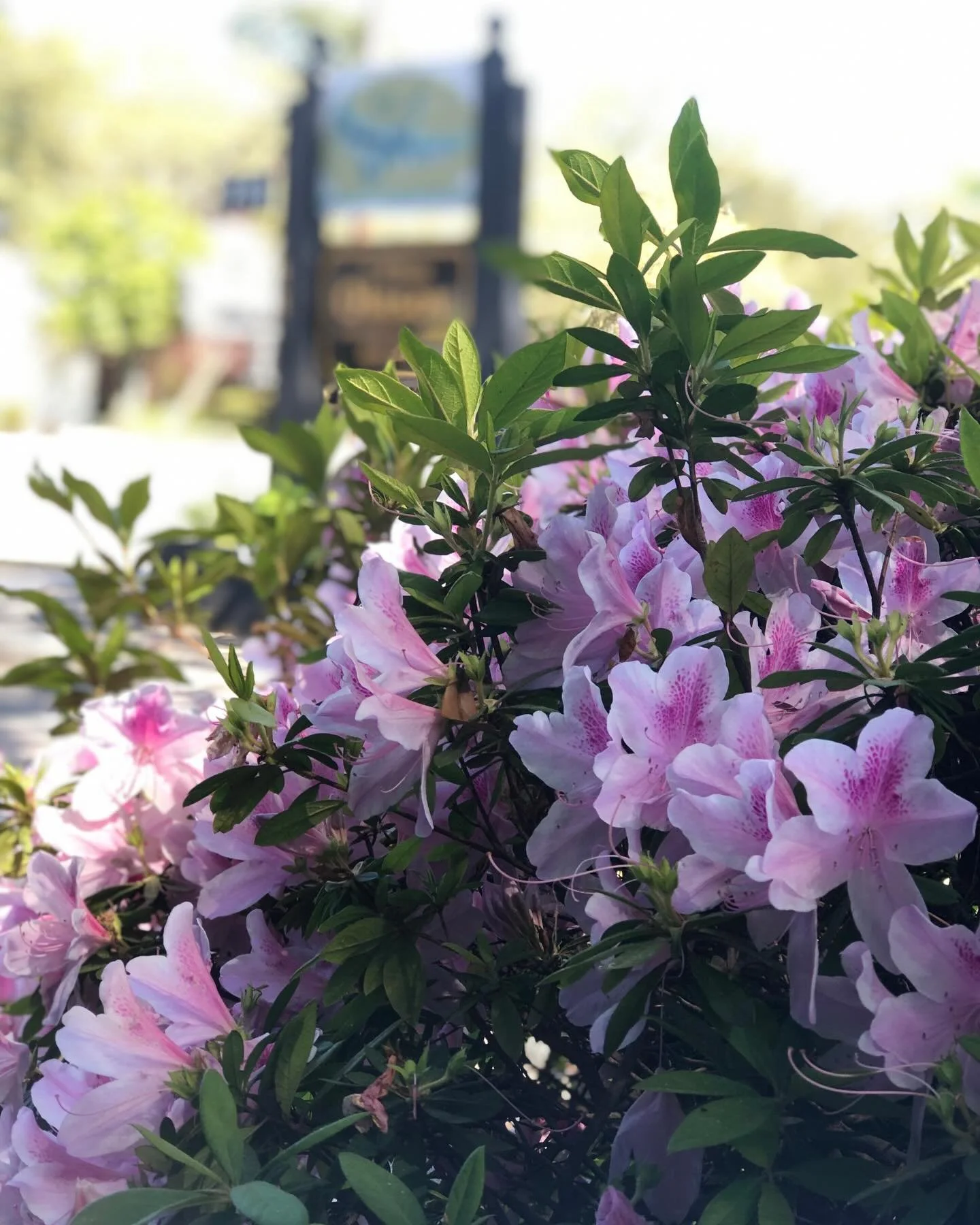 🌸 Hello Spring 🌸
Spring is all about growth. In Chinese medicine, the organ associated with spring is the Liver. Spring is about new growth, movement, upward motion, all the same things the Liver controls and performs in the body. After a long wint