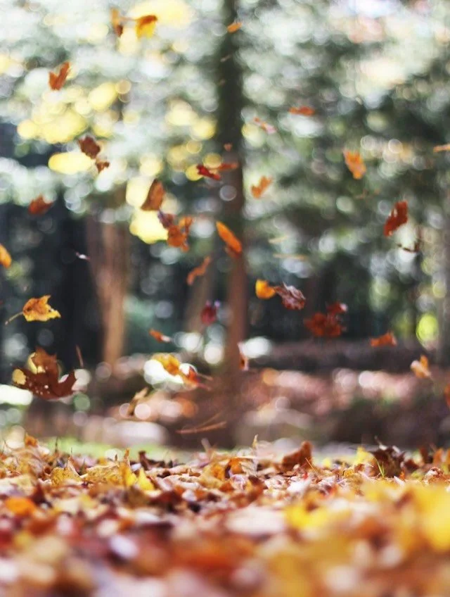 🍂 A few drops of fall

As the season shifts, our bodies often crave a little more warmth, grounding, and support.

Essential oils can be a beautiful way to bring the feeling of fall into your daily rituals. Try:

🌿 Eucalyptus &mdash; refreshing and