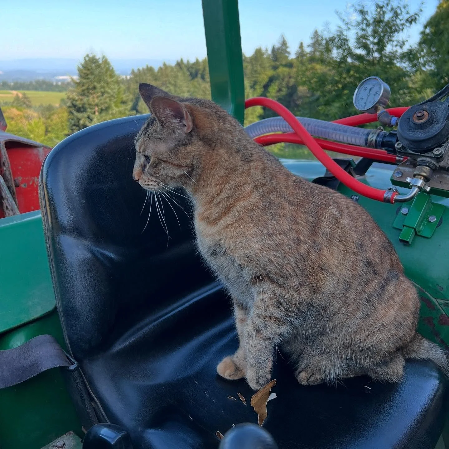 It&rsquo;s spray day! Complete with furry assistance. 🐈&zwj;⬛ 🐈 

- yes, they were put inside the house and the human put on her safety gear before any chemicals were weighed or mixed. -
#winecountryliving #oregonwine #summertime #workingfarm