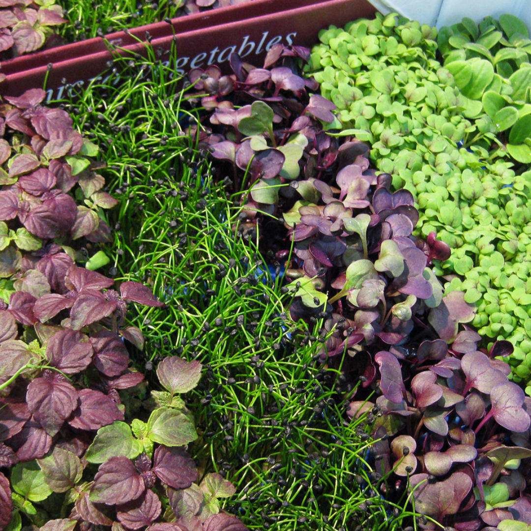 Babenkov Microgreens