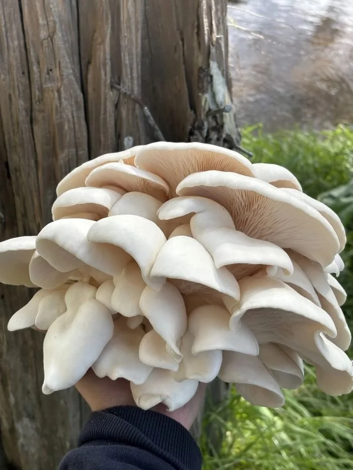 Wainui Valley Mushrooms