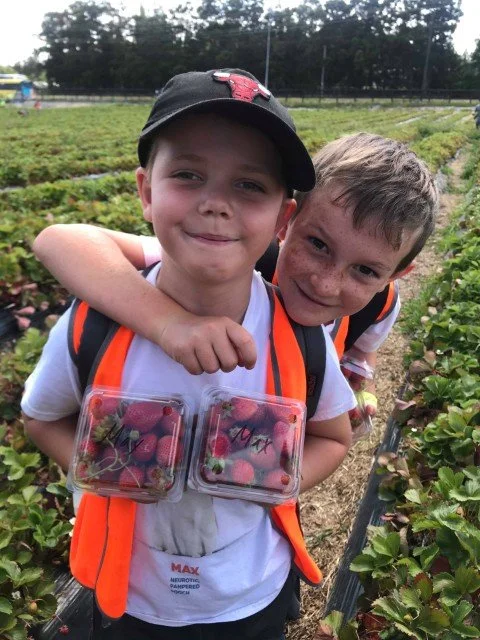 Strawberry picking at Zaberri in Kumeu