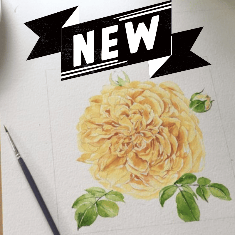 Term 3: NEW! Botanical Watercolour Painting (Register Your Interest)