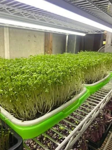 Babenkov Microgreens