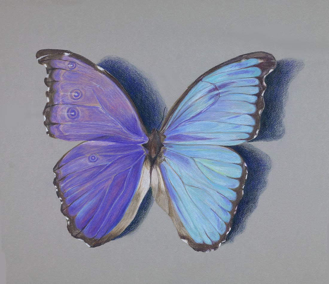 butterflai jpeg ver.jpg