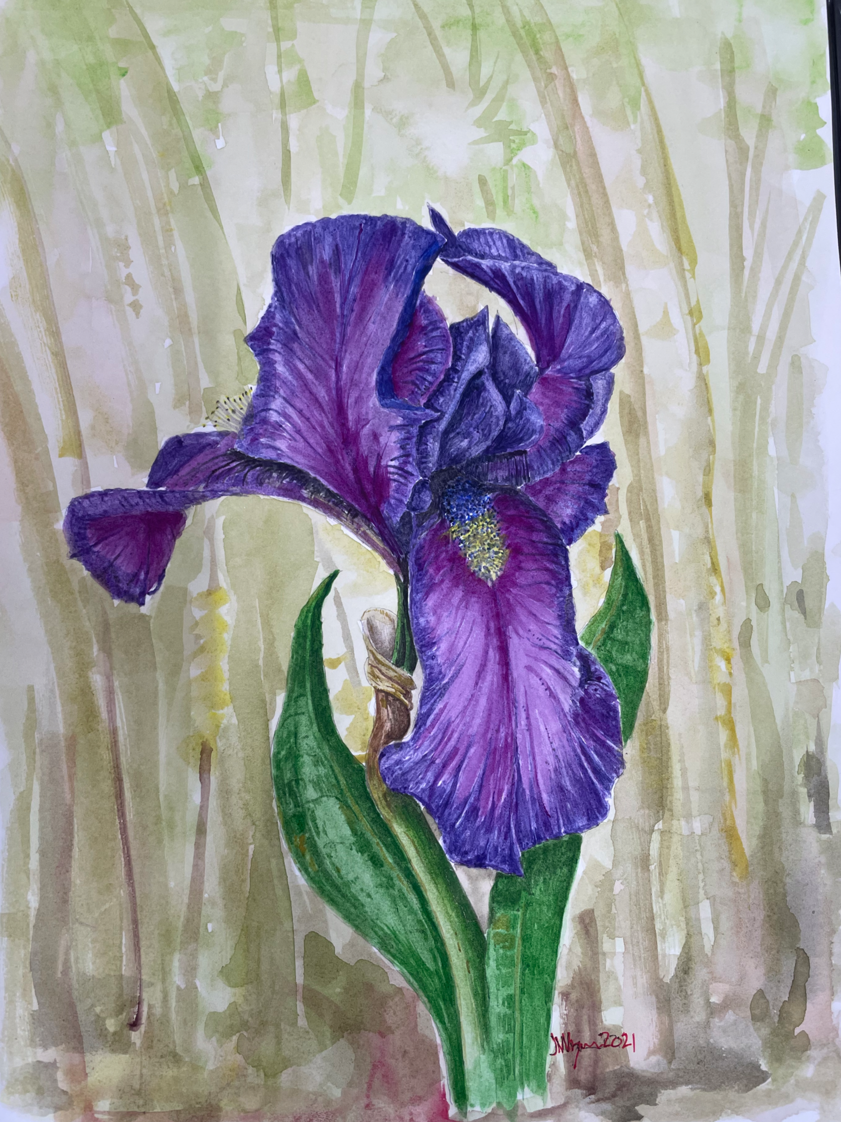 "Purple Bearded Iris"  
On Arches Hot Pressed cotton 10"x14"

Original only no prints SOLD/$125