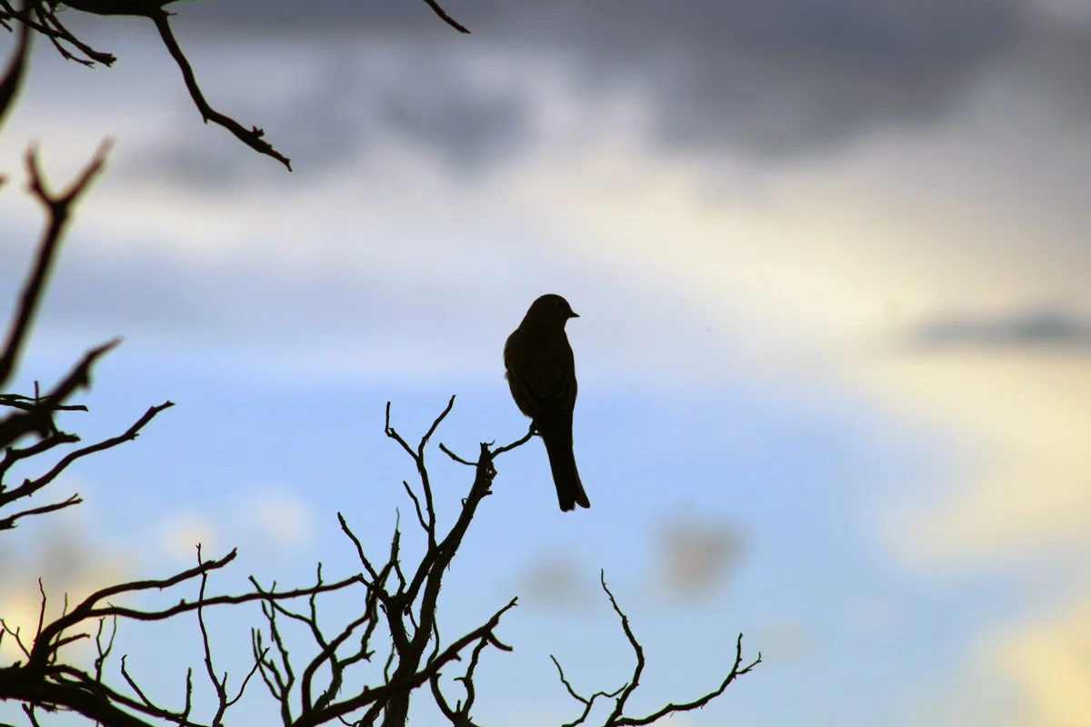aBird.jpg
