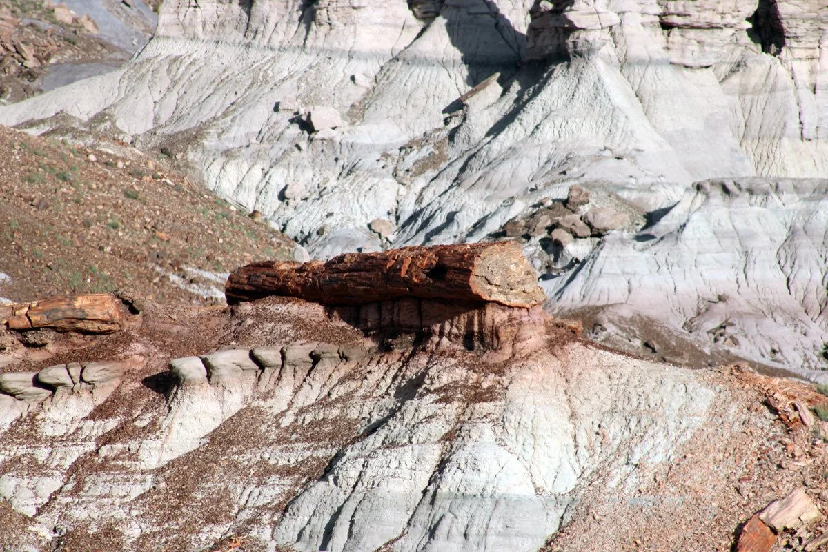 Petrified Log