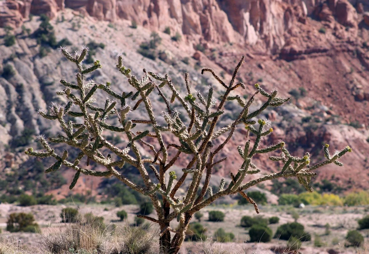 aCactus.jpg